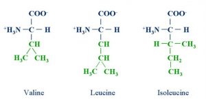 Η μοριακή δομή των 3ων βασικών αμινοξέων - BCAA